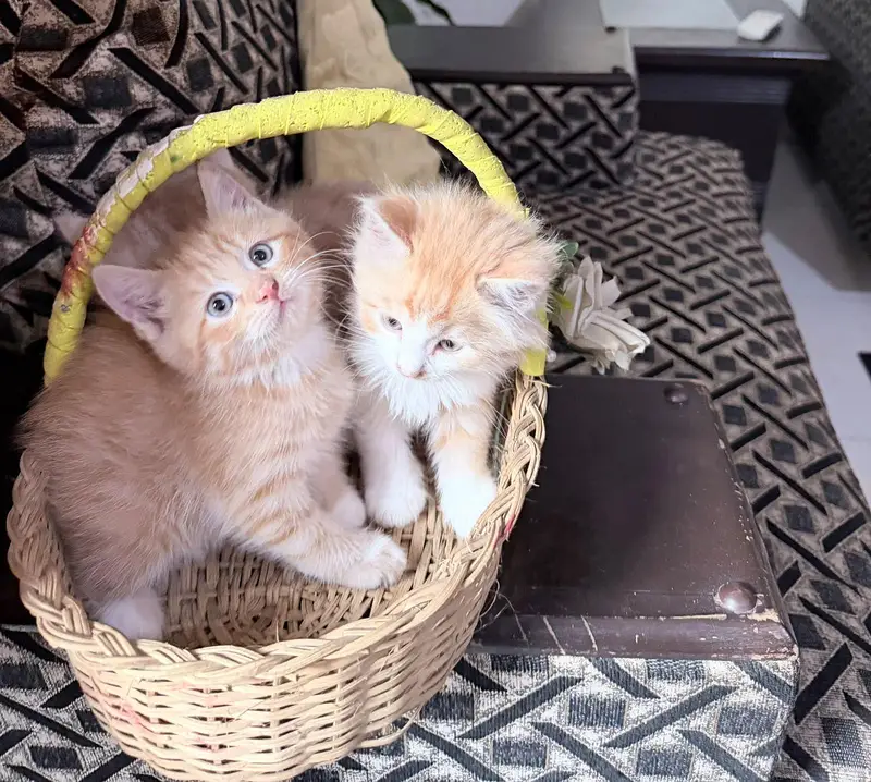 Kittens Up for Sale — photo 6