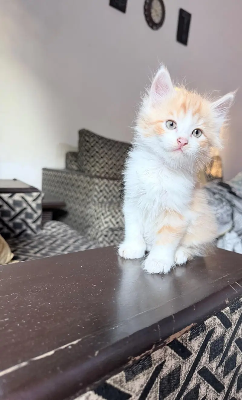Kittens Up for Sale — photo 7