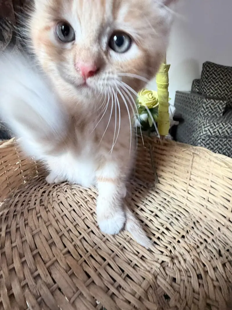 Kittens Up for Sale — photo 8