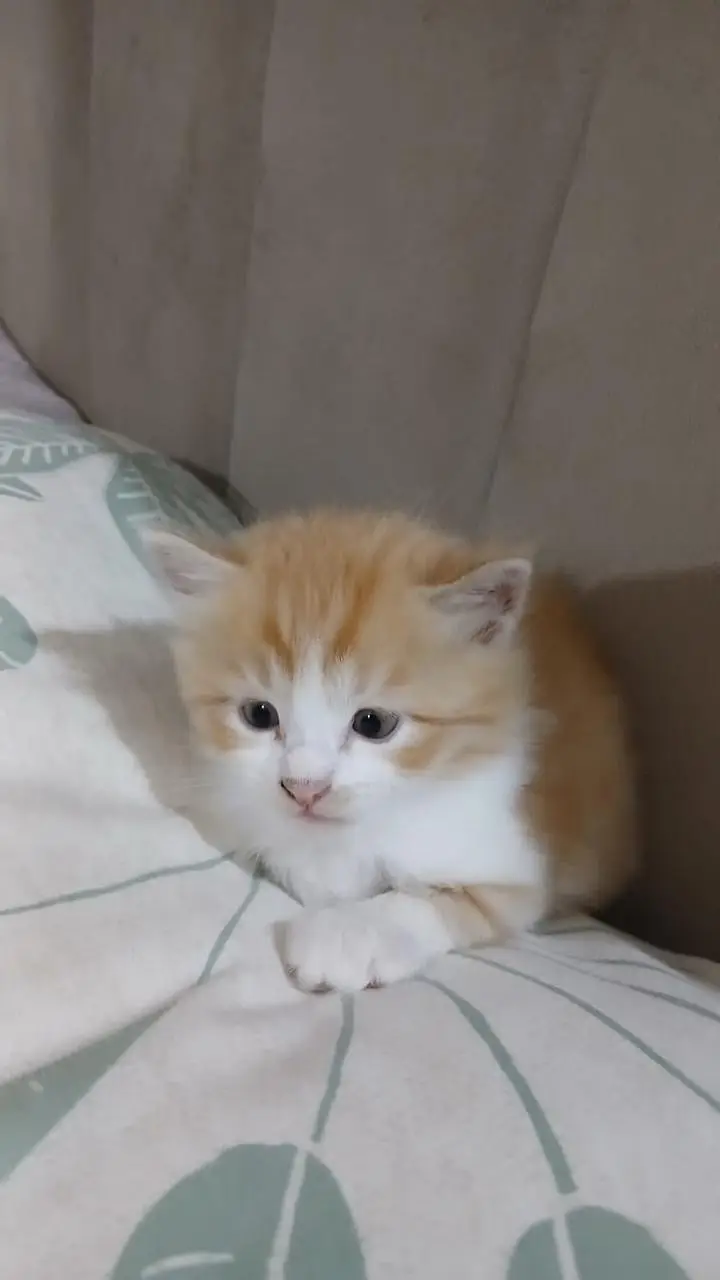 Kittens Up for Sale — photo 11