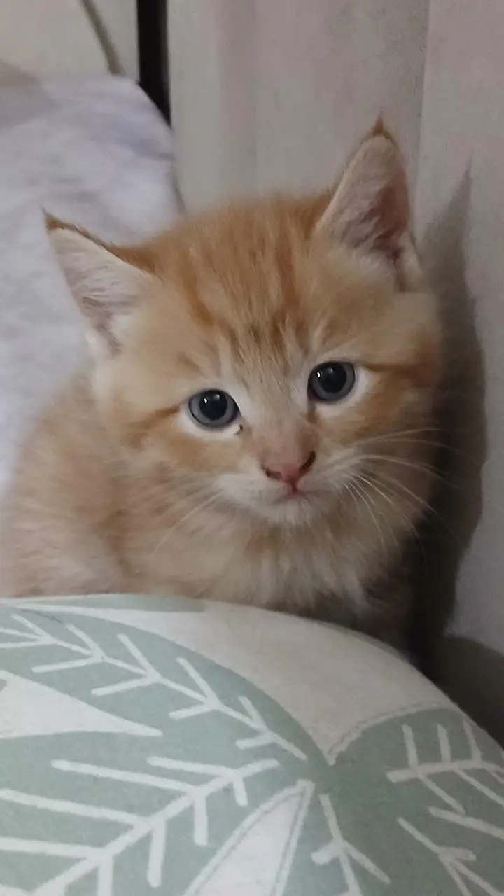 Kittens Up for Sale — photo 12