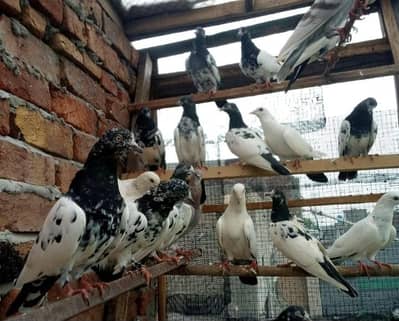 pigeons full setup for sale