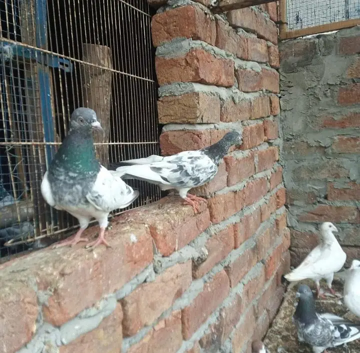 pigeons full setup for sale — photo 2
