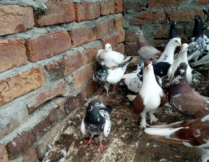 pigeons full setup for sale — photo 3