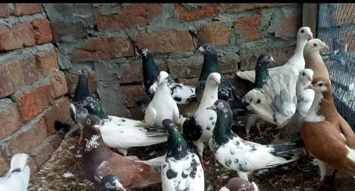 pigeons full setup for sale — photo 4