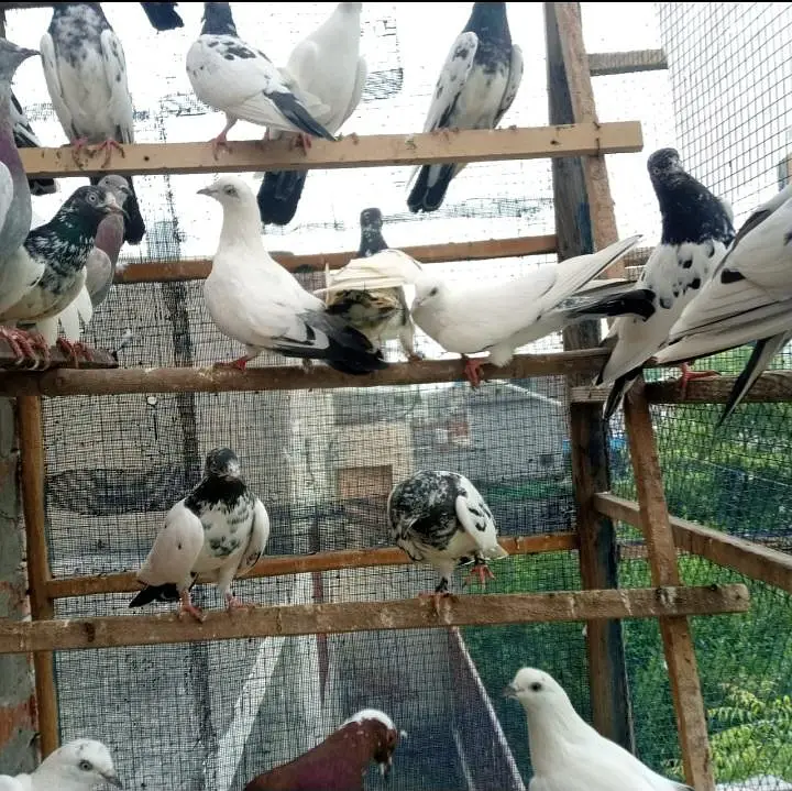 pigeons full setup for sale — photo 5