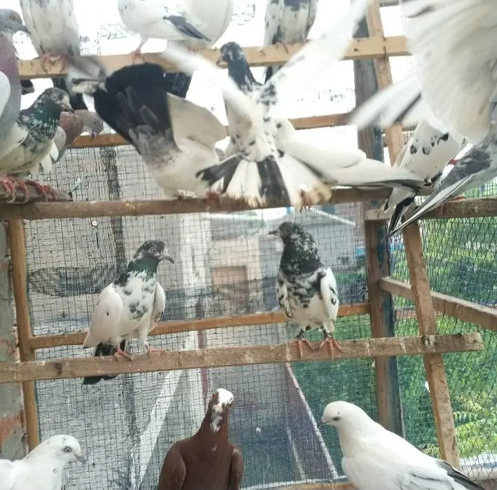 pigeons full setup for sale — photo 6