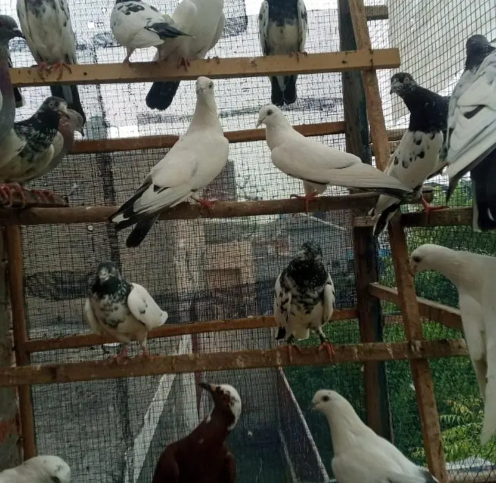 pigeons full setup for sale — photo 7