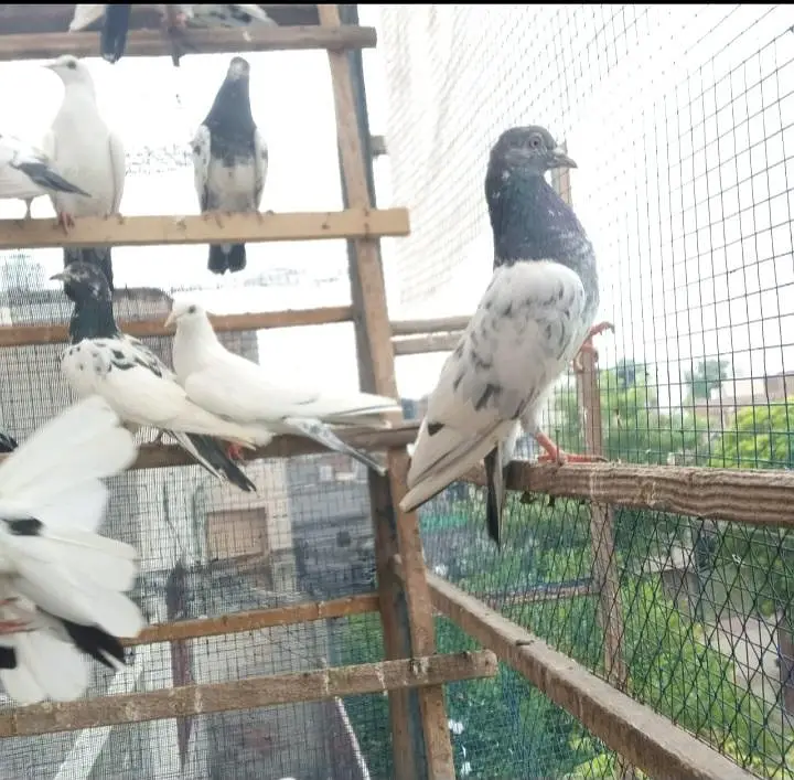 pigeons full setup for sale — photo 8