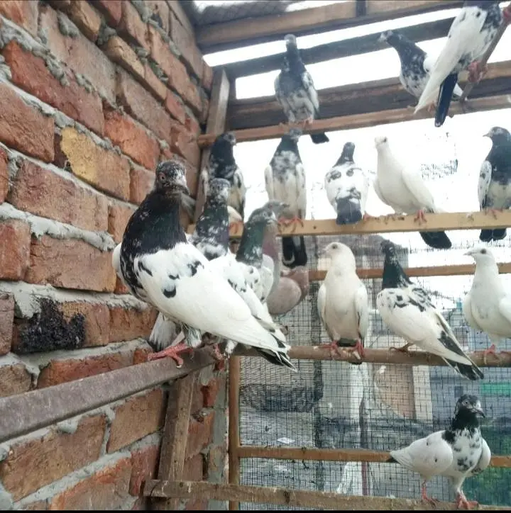 pigeons full setup for sale — photo 9