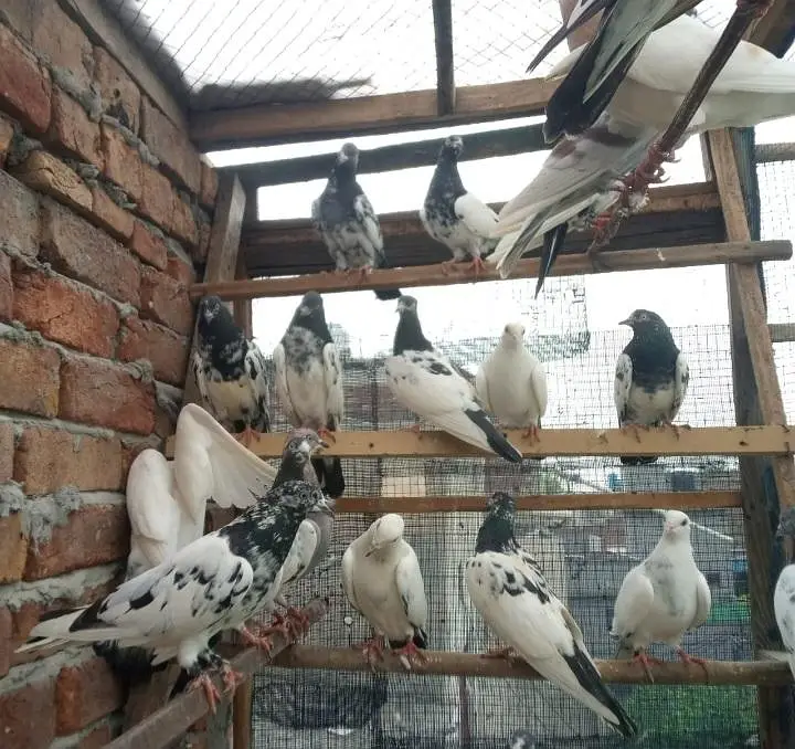 pigeons full setup for sale — photo 10