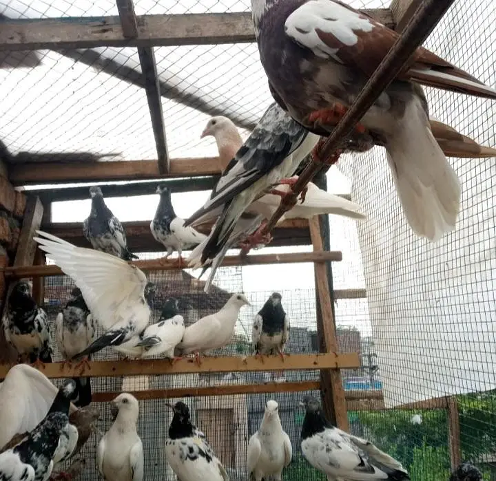 pigeons full setup for sale — photo 11