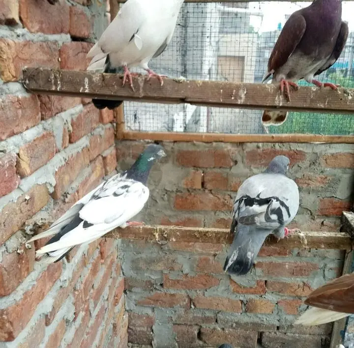 pigeons full setup for sale — photo 12