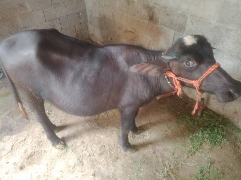 نیلی راوی بھینس کی صحت مند کٹی برائے فروخت 1