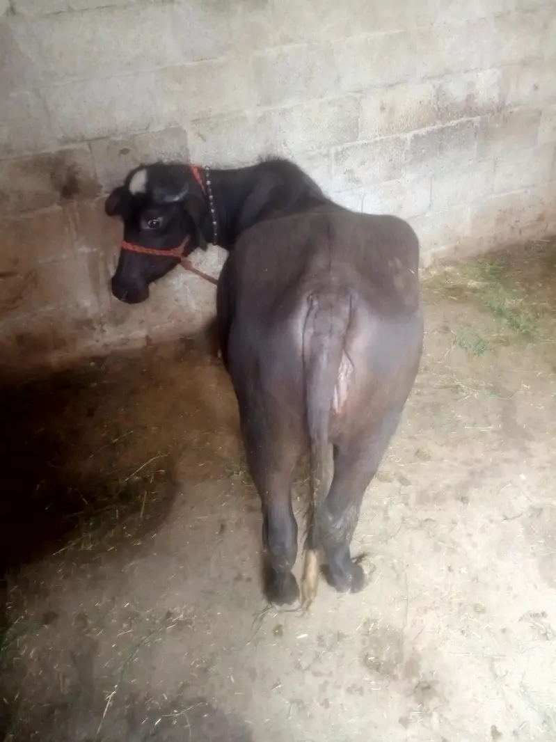 نیلی راوی بھینس کی صحت مند کٹی برائے فروخت — photo 4