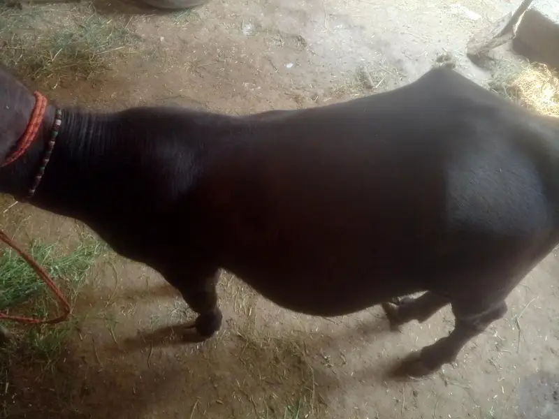 نیلی راوی بھینس کی صحت مند کٹی برائے فروخت — photo 7