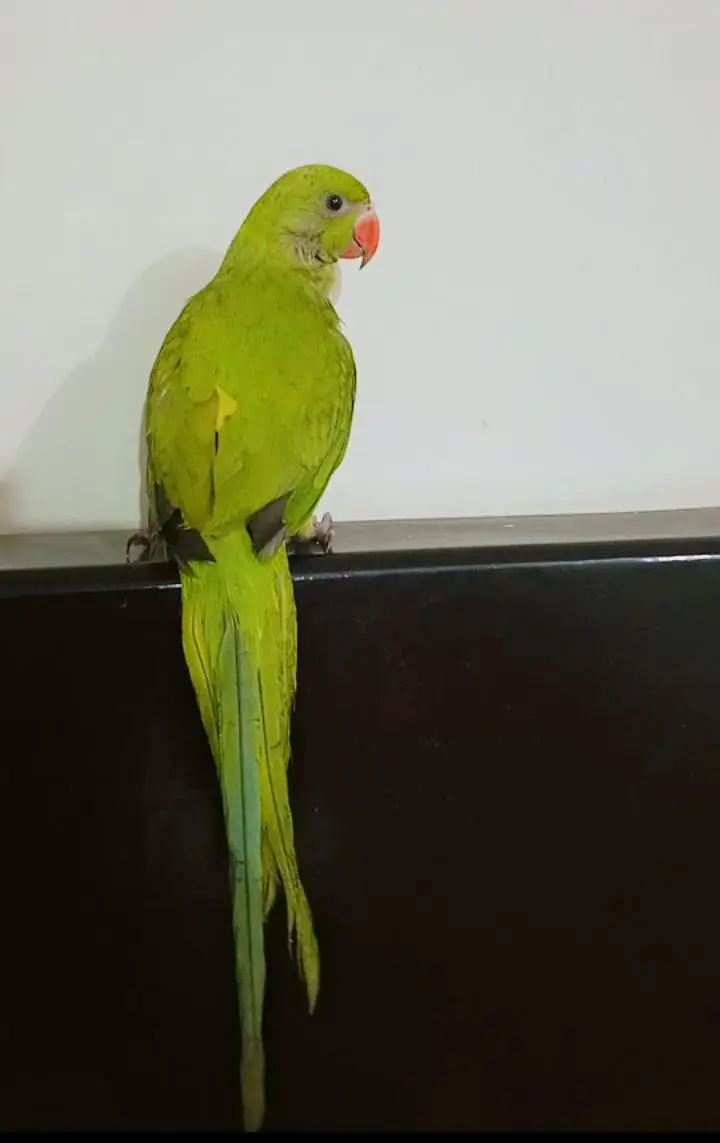 6 months old baby — photo 3