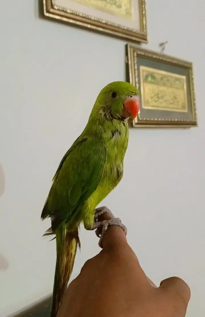 6 months old baby — photo 6