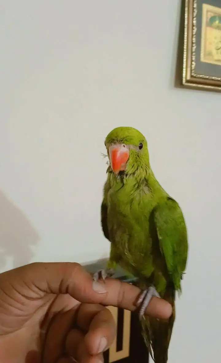 6 months old baby — photo 10