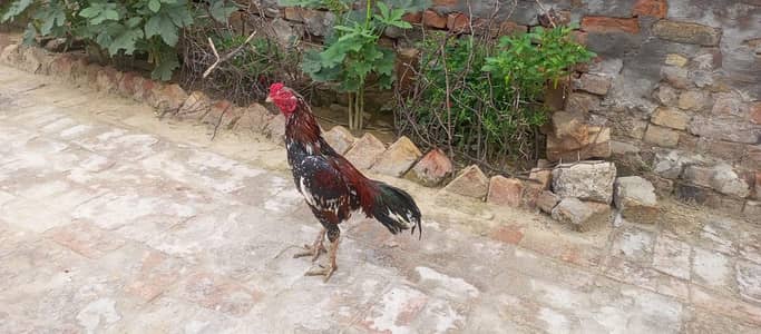 Aseel Cheena Breeder for Sale