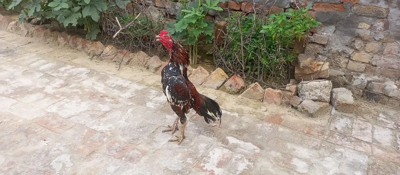 Aseel Cheena Breeder for Sale — photo 2