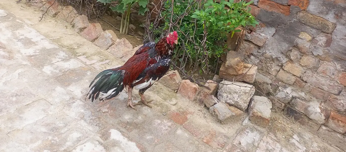 Aseel Cheena Breeder for Sale — photo 5