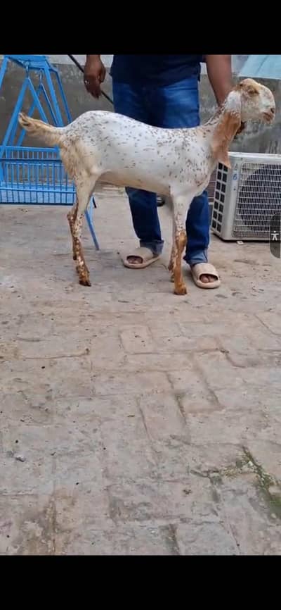 pure Makhi Chini bakriya | makhi Chini | Goats | dasi bakri