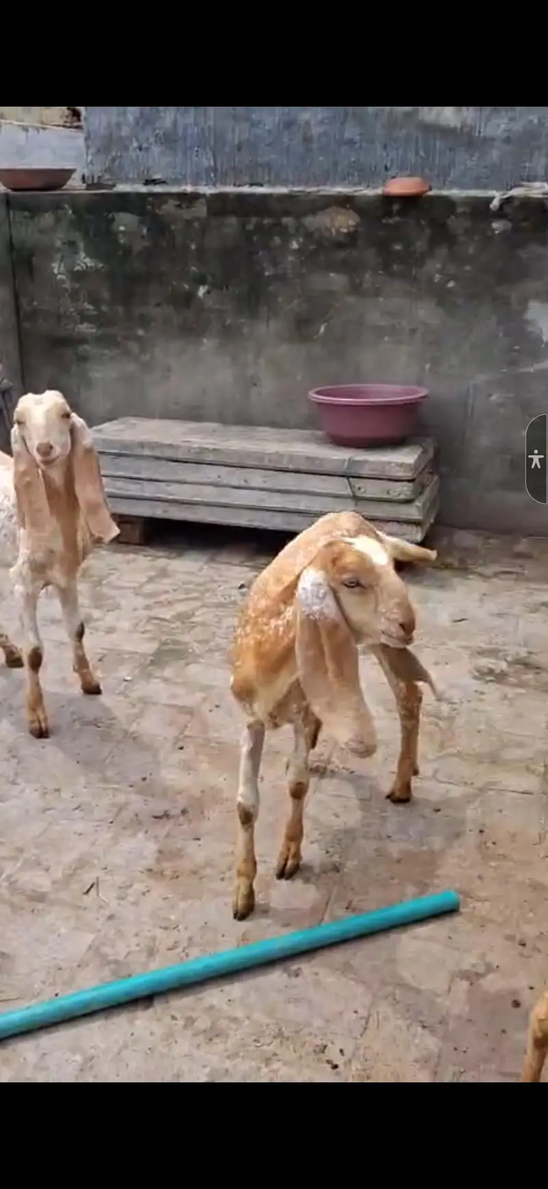 pure Makhi Chini bakriya | makhi Chini | Goats | dasi bakri — photo 2