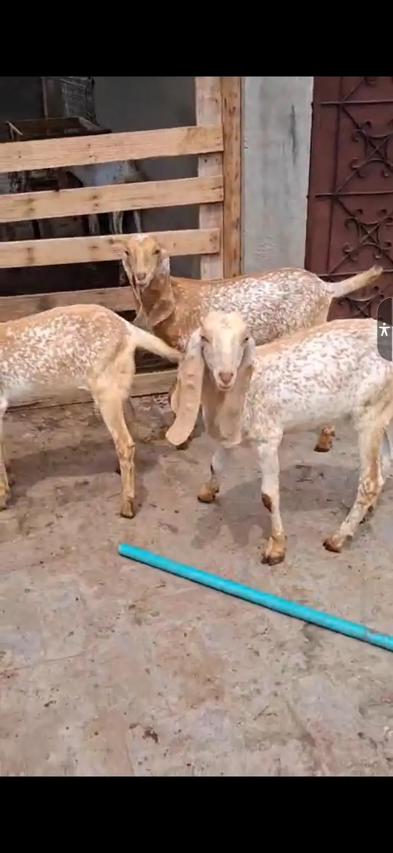pure Makhi Chini bakriya | makhi Chini | Goats | dasi bakri — photo 3