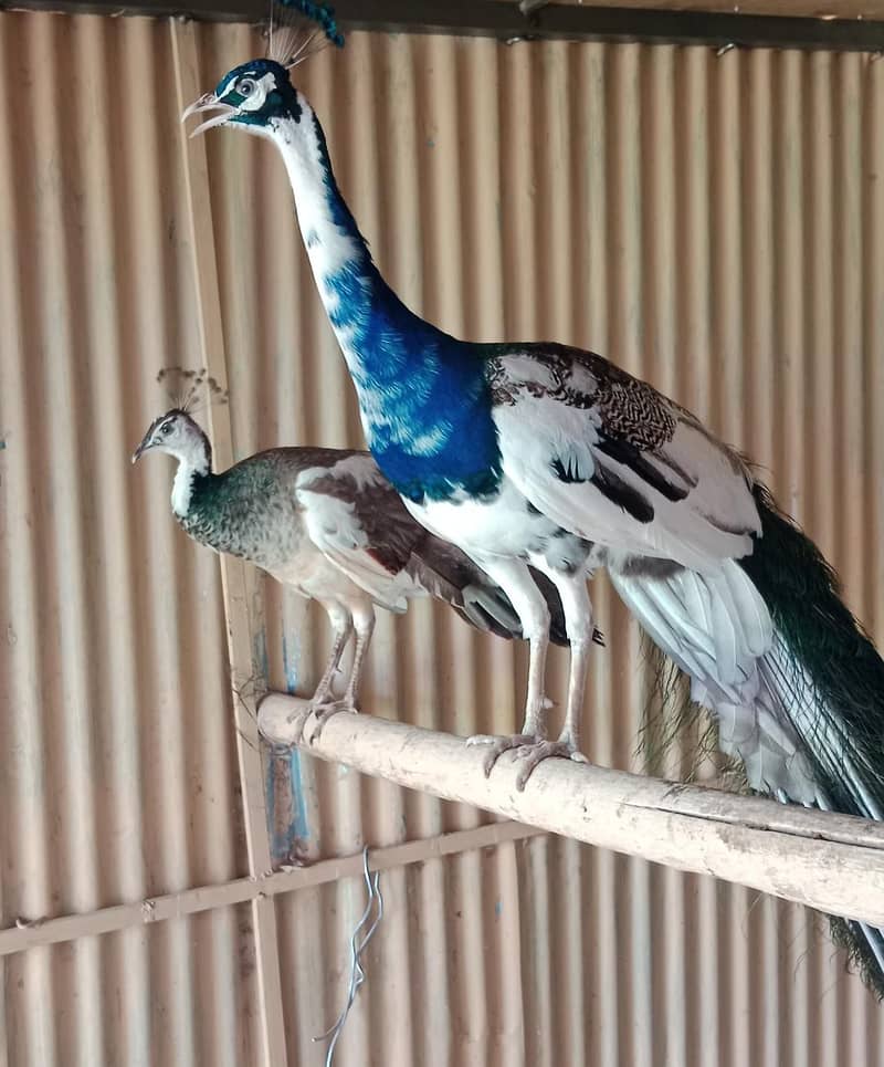 peacock pair 1