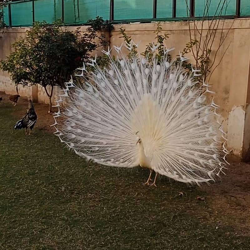 peacock pair 2