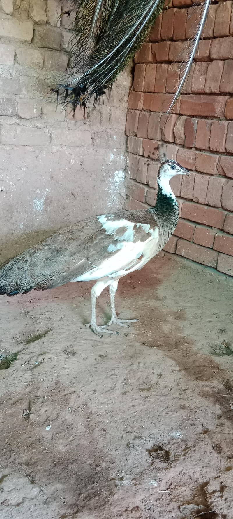 peacock pair 6