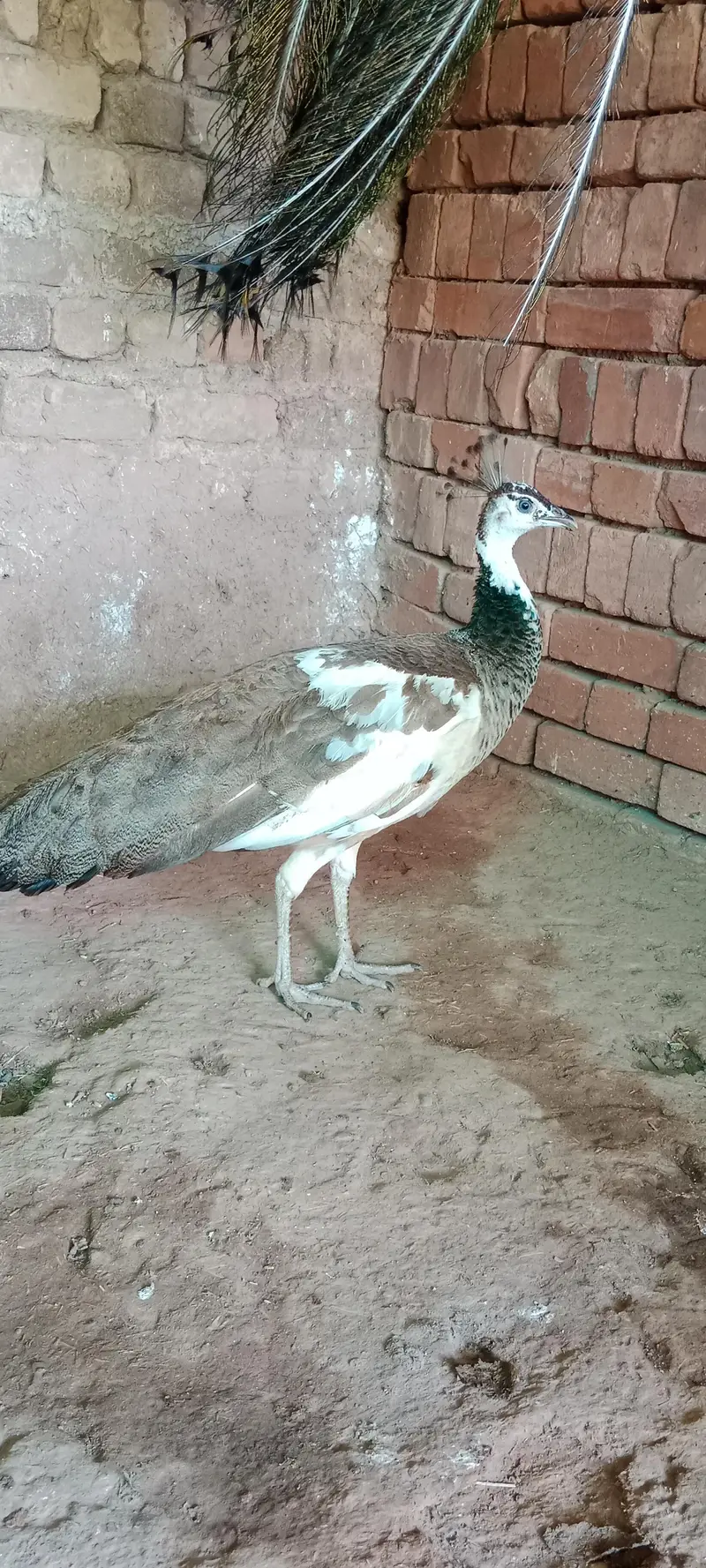 peacock pair — photo 7