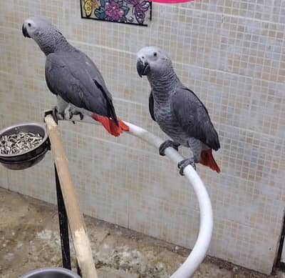 African grey parrot 5 month age contact -0371-4361525