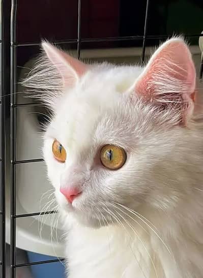 Fresh and healthy kitten