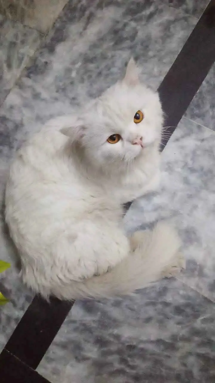 Fresh and healthy kitten — photo 2