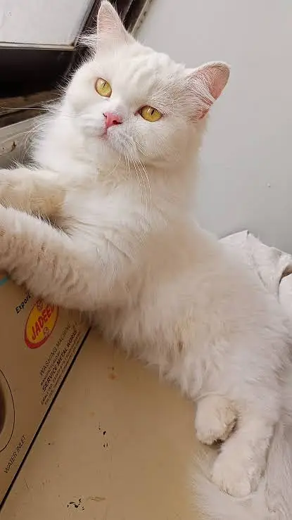 Fresh and healthy kitten — photo 3