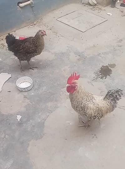 misri hens