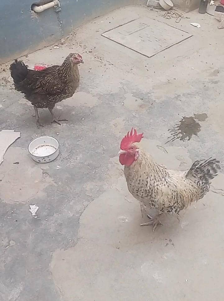 misri hens 0