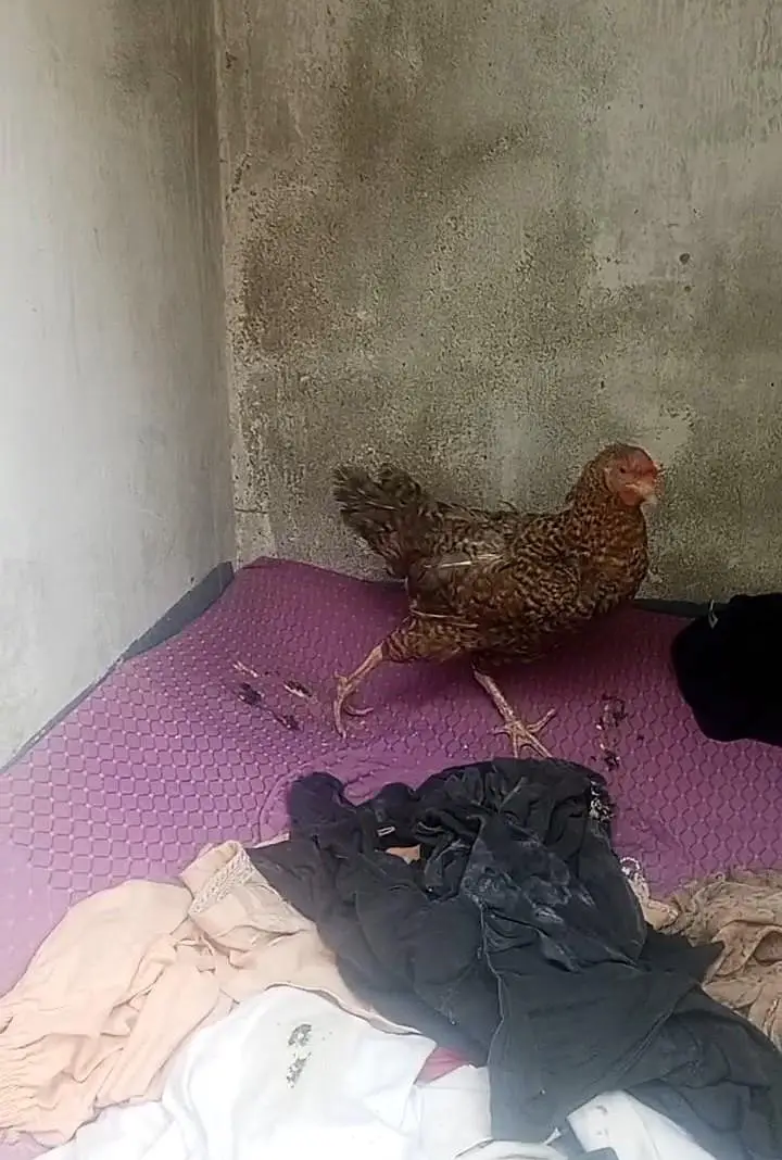 misri hens — photo 2