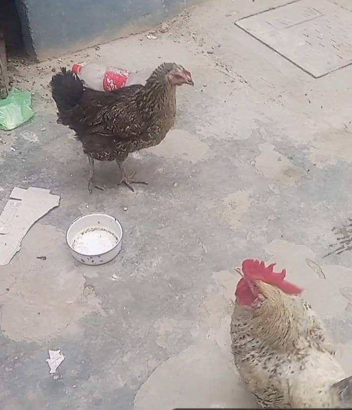misri hens 2