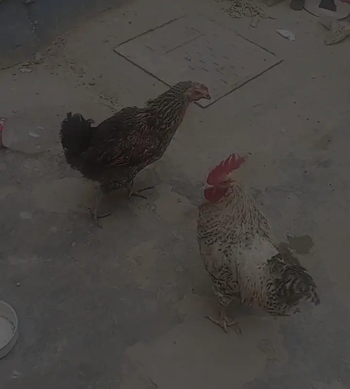 misri hens — photo 4