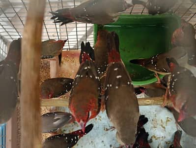 Strawberry finch Laal full pair
