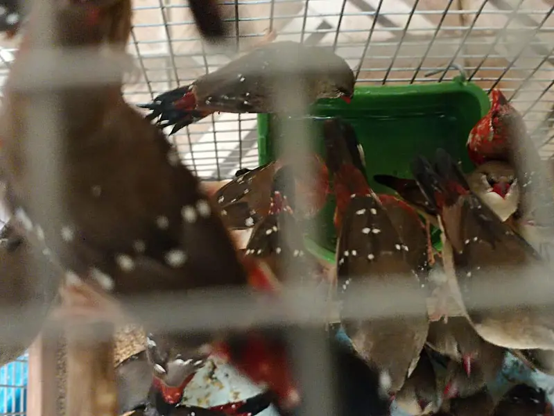 Strawberry finch Laal full pair — photo 3