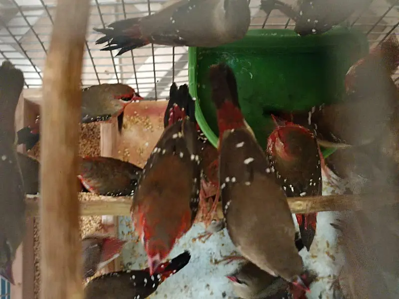 Strawberry finch Laal full pair — photo 4