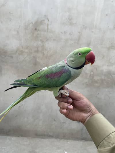 Pahari raw parrot talking and hand tame 03333337942