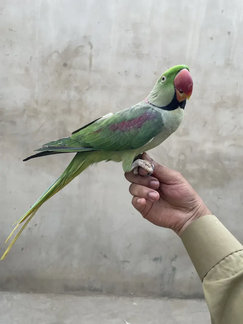 Pahari raw parrot talking and hand tame 03333337942 — photo 2