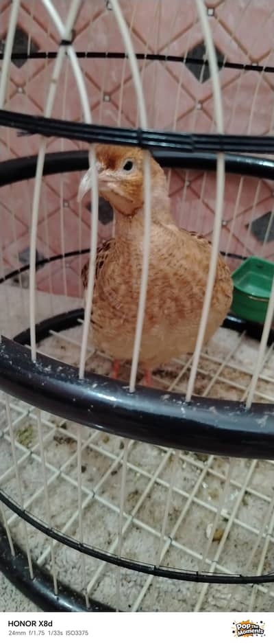 Bird for sale very active and healthy