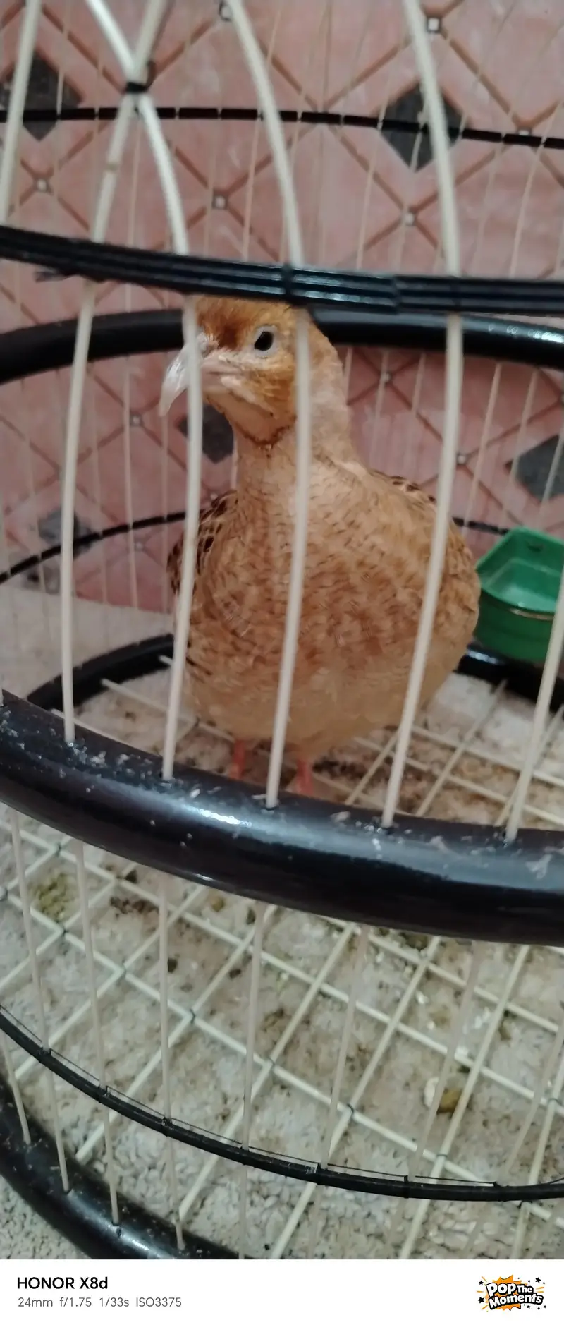 Bird for sale very active and healthy