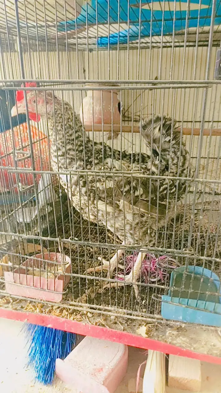Beautiful colour hen . 0336.4306545 — photo 2